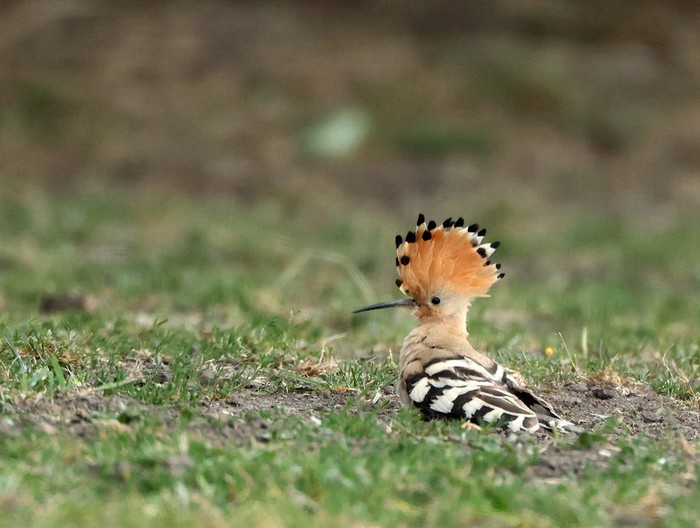 Hoopoe
