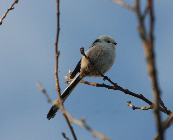 Northern Long-tailed Tit