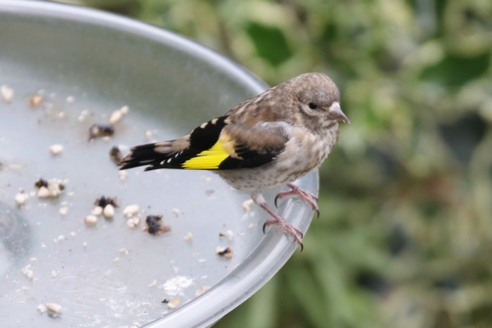 Goldfinch