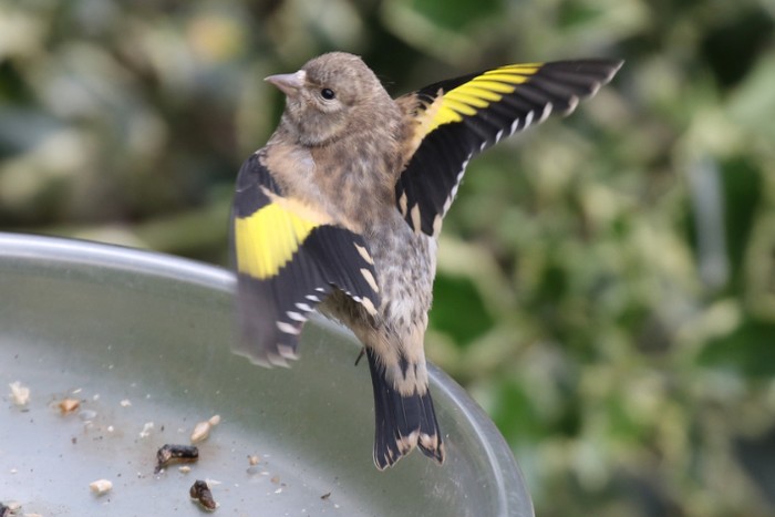 Goldfinch