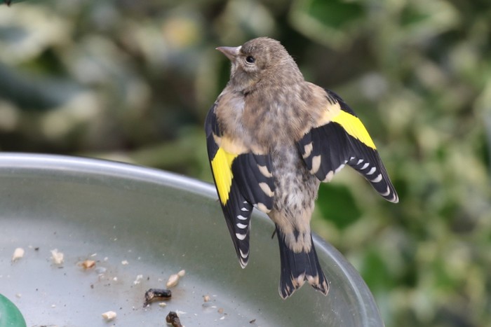 Goldfinch