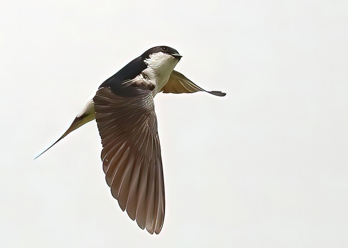 House Martin
