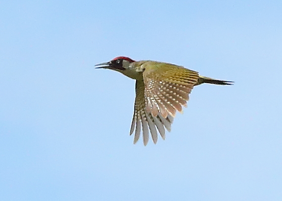 Green Woodpecker