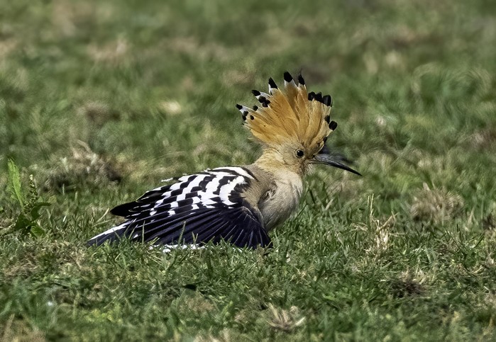 Hoopoe