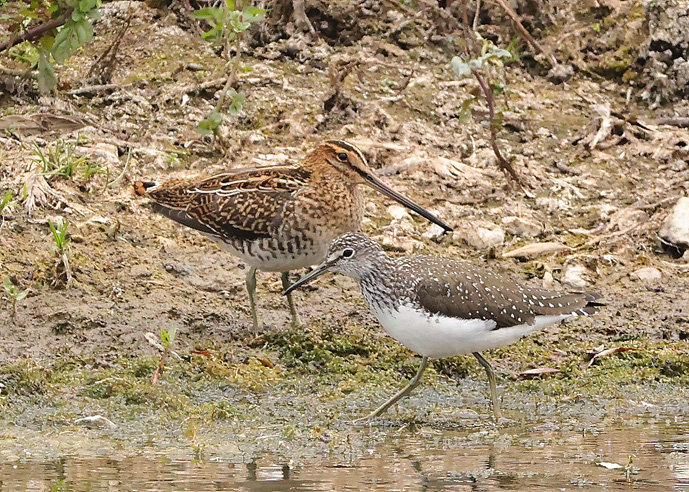 Green Sandpiper