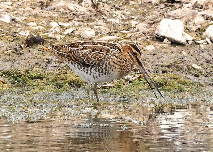 Snipe
