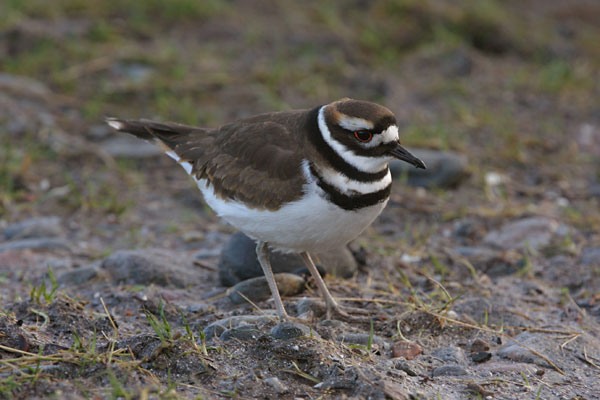 Killdeer