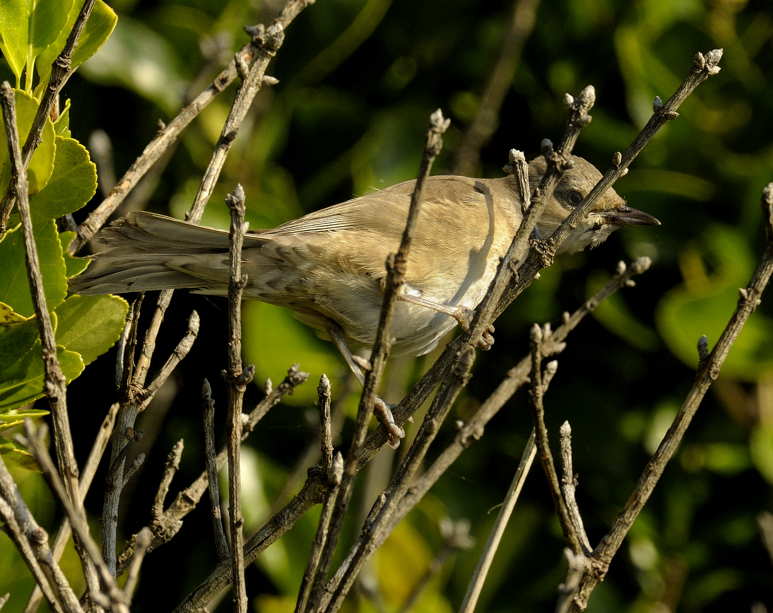 Barred Warbler