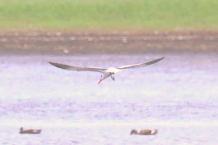 Caspian Tern