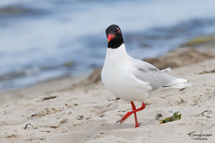 Mediterranean Gull