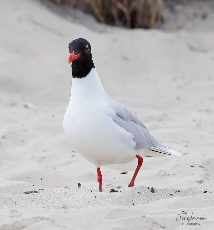 Mediterranean Gull