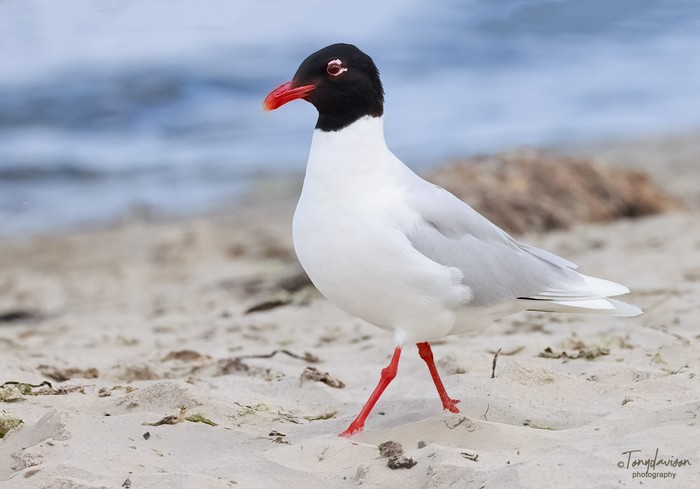 Mediterranean Gull