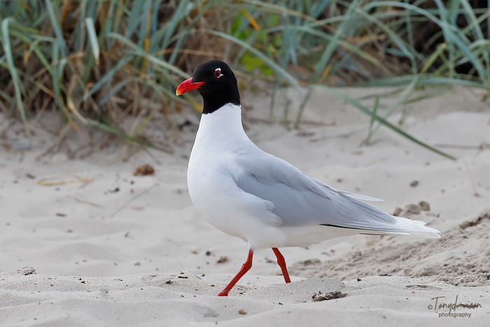 Mediterranean Gull