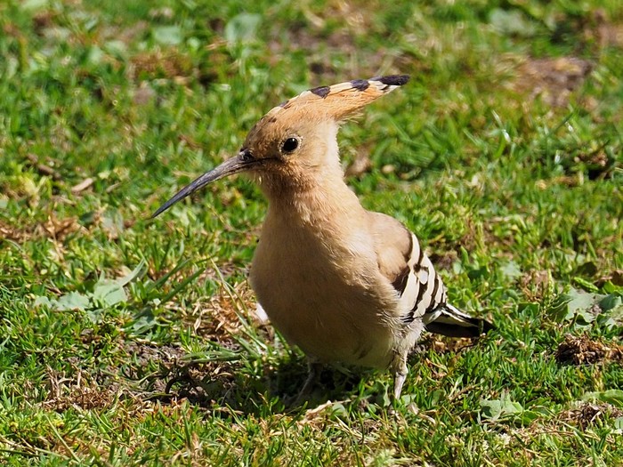 Hoopoe