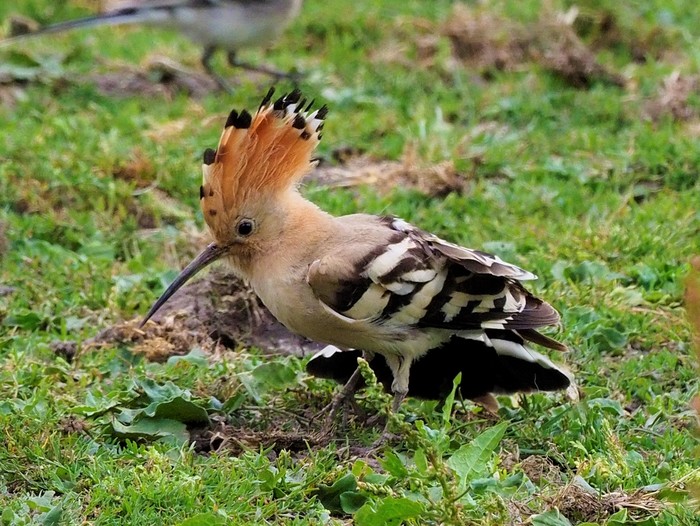Hoopoe