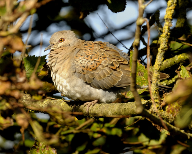 Turtle Dove