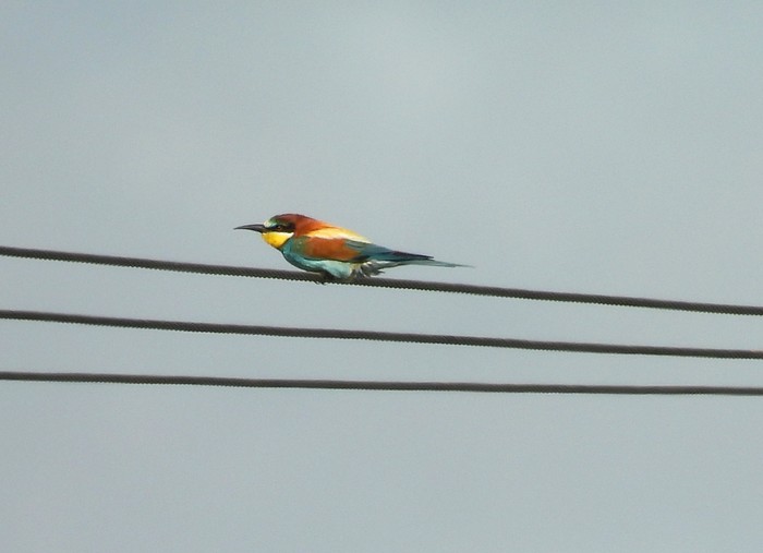 Bee-eater