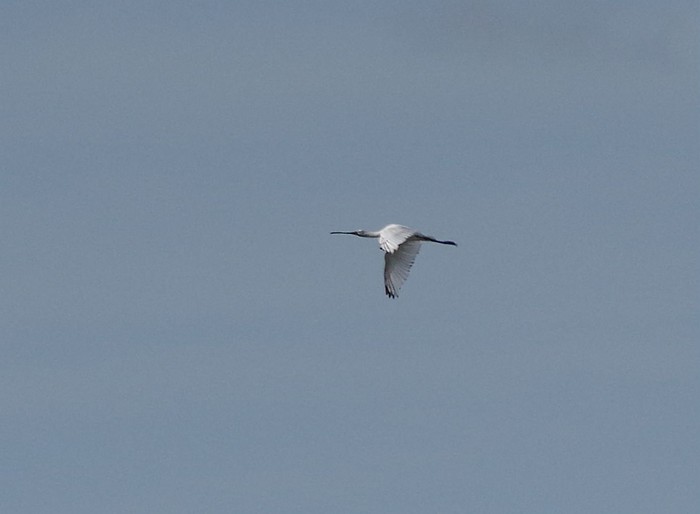 Spoonbill