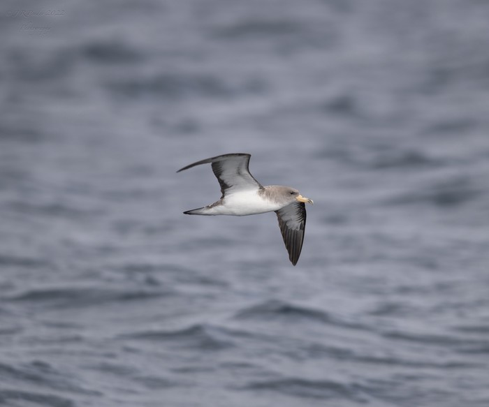 Cory's Shearwater