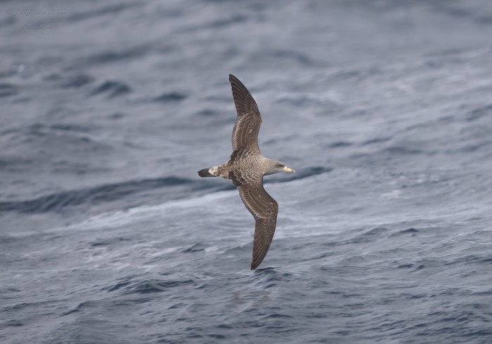 Cory's Shearwater