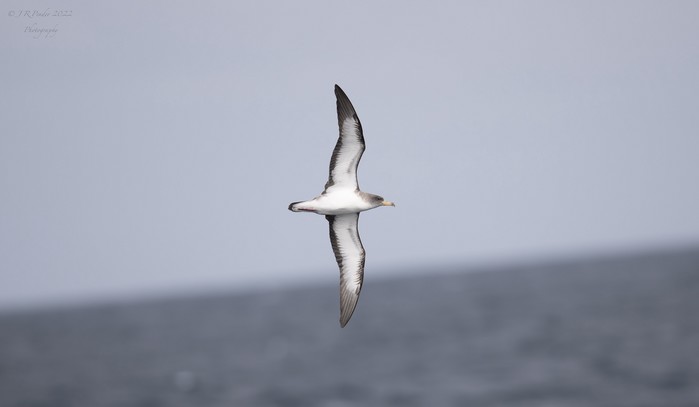 Cory's Shearwater