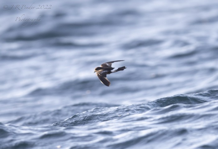 Wilson's Petrel