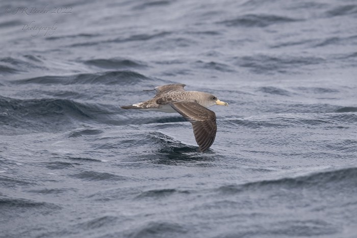 Cory's Shearwater