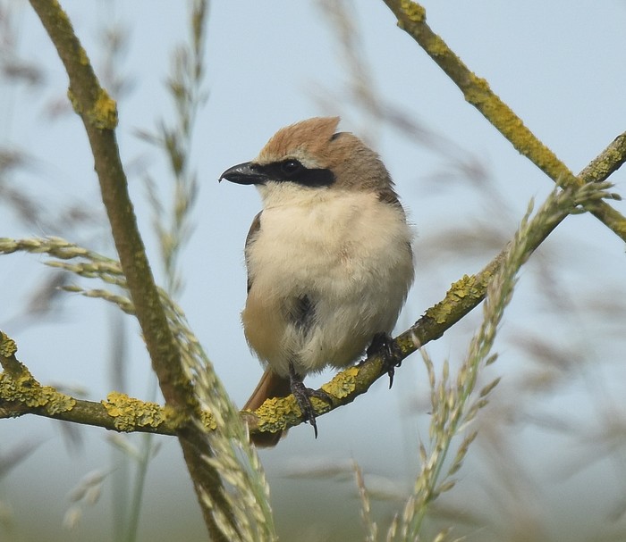 Turkestan Shrike
