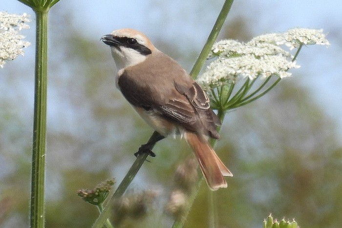 Turkestan Shrike