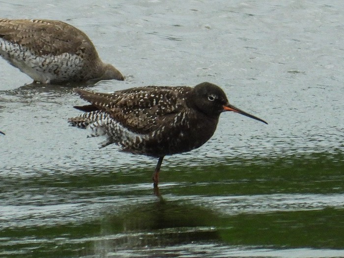 Spotted Redshank