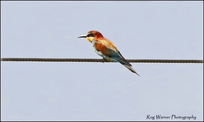 Bee-eater
