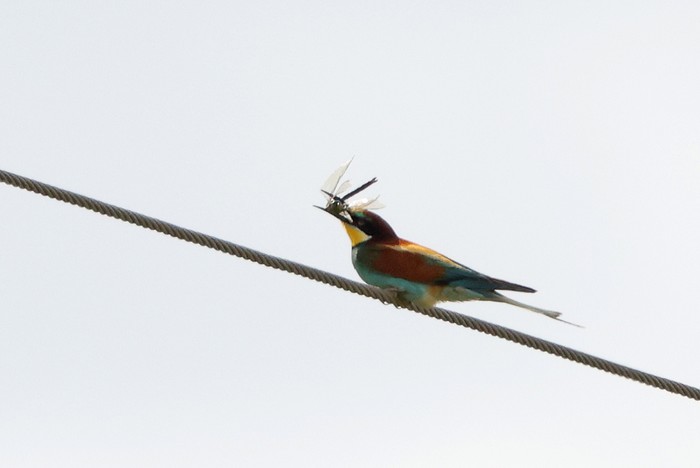 Bee-eater