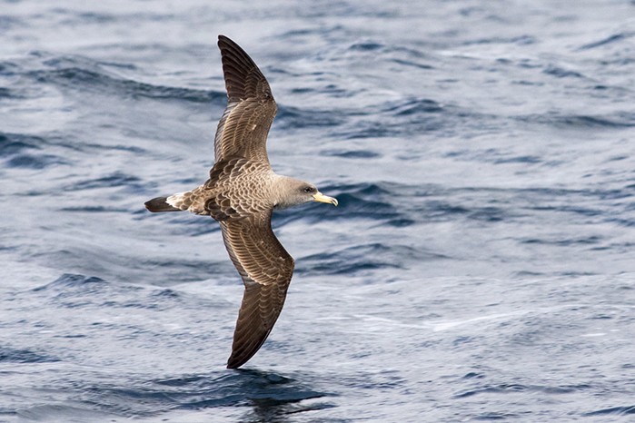 Cory's Shearwater