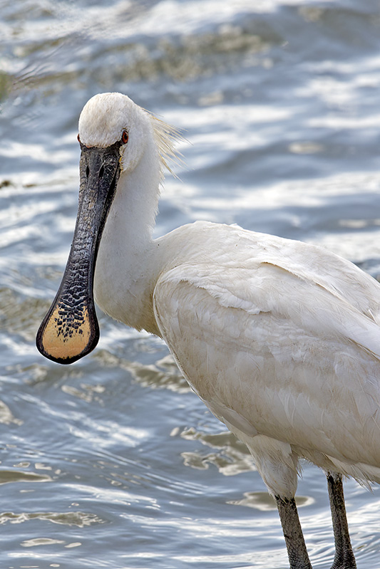 Spoonbill