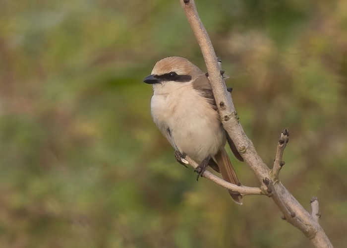 Turkestan Shrike