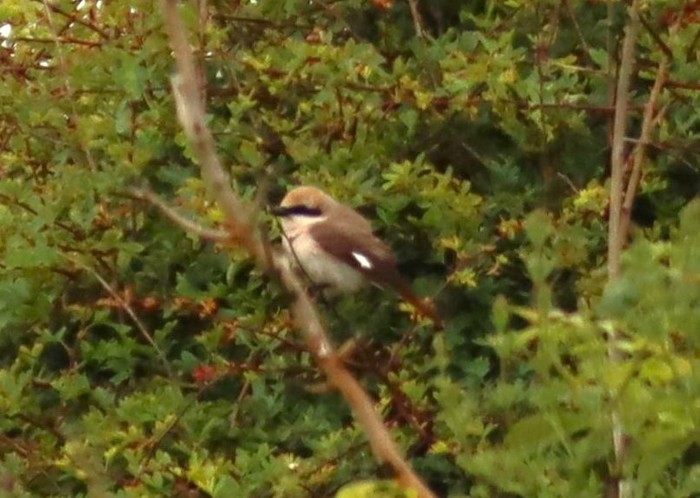 Turkestan Shrike