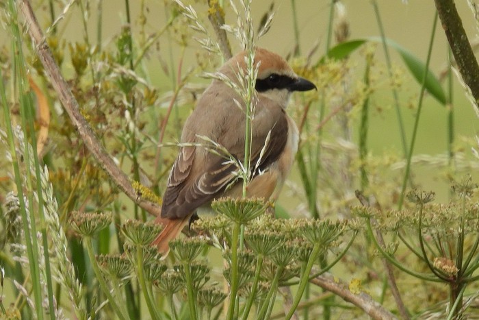 Turkestan Shrike