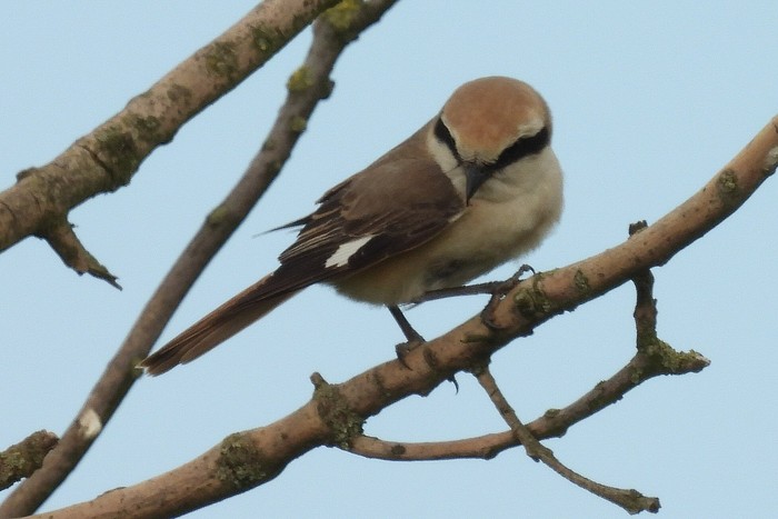 Turkestan Shrike