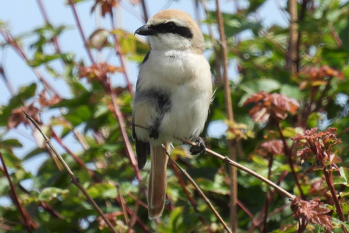 Turkestan Shrike