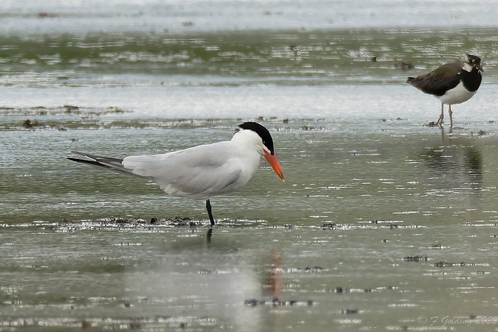Caspian Tern