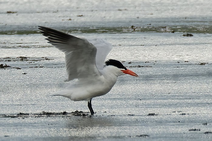 Caspian Tern
