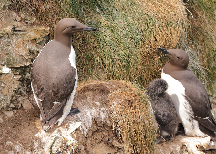 Guillemot