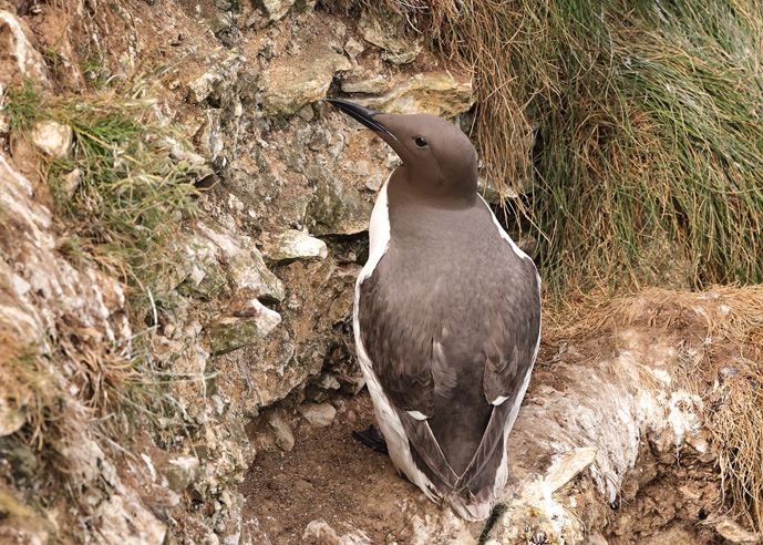 Guillemot