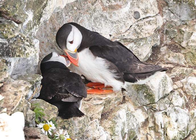 Puffin