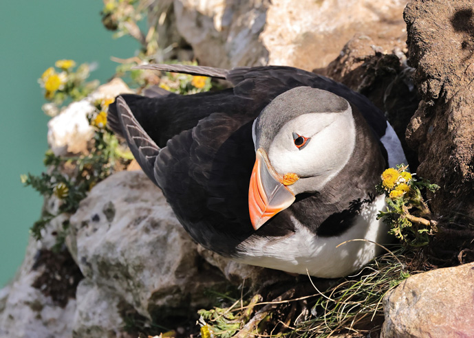 Puffin