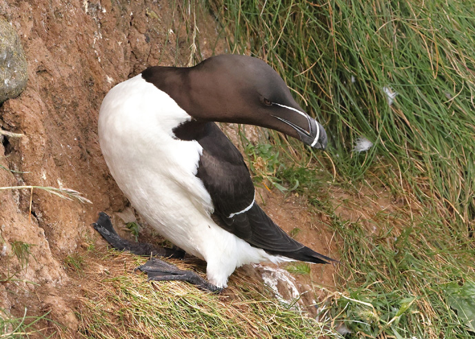 Razorbill