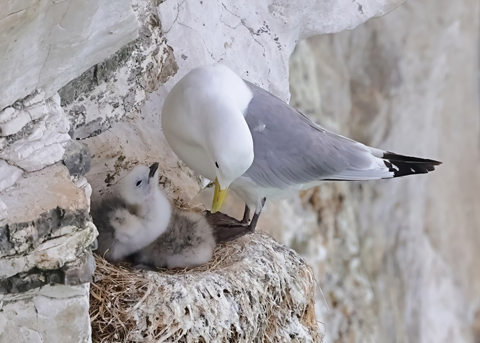 Kittiwake