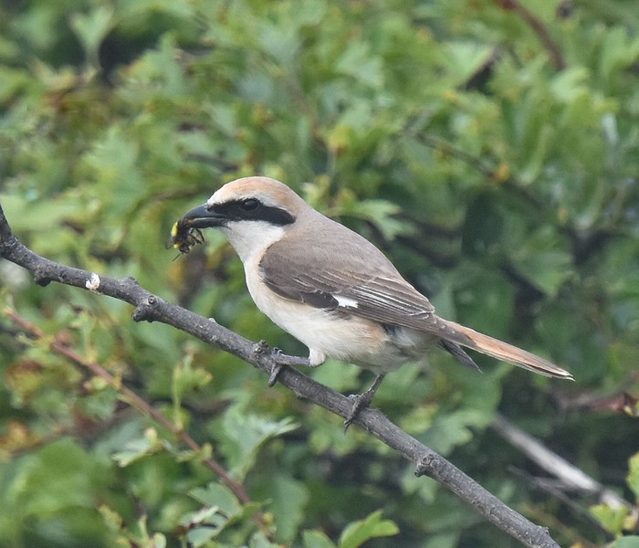 Turkestan Shrike
