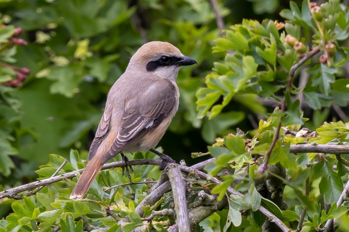 Turkestan Shrike