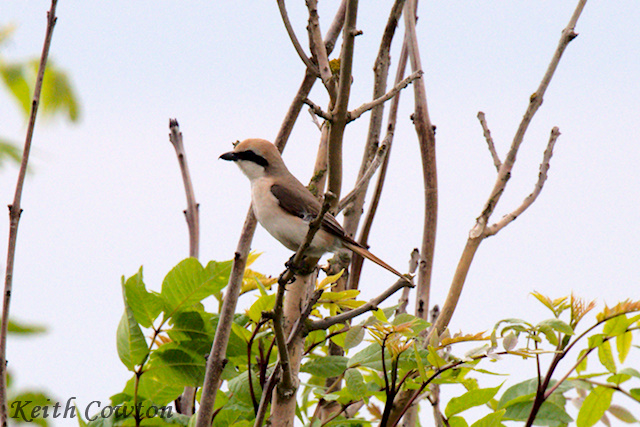 Turkestan Shrike